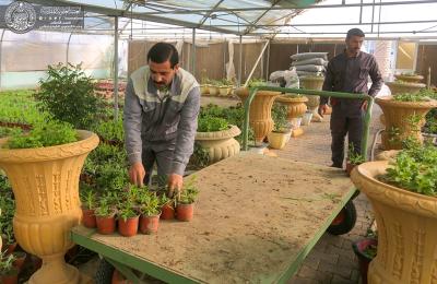 مع حلول موسم الربيع.. مشاتل العتبة العلوية المقدسة توفر مختلف أنواع الشتلات من الزهور ونباتات الظل