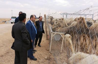 الامانة العامة للعتبة العلوية المقدسة تنشئ حظائر جديدة من قطعان الابل دعما لمشروعها الاستراتيجي في تنمية الثروة الحيوانية في مزرعة فدك الزراعية 