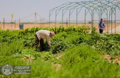 إدارة العتبة العلوية تستضيف أكاديميين ومسؤولين في العتبات المقدسة وجامعة الكوفة ووزارة الزراعة لمناقشة تبادل الخبرات للنهوض بالقطاع الزراعي