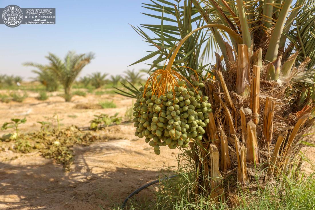 مزرعة فدك من المشاريع الإستثمارية المهمة في العتبة العلوية المقدسة | 