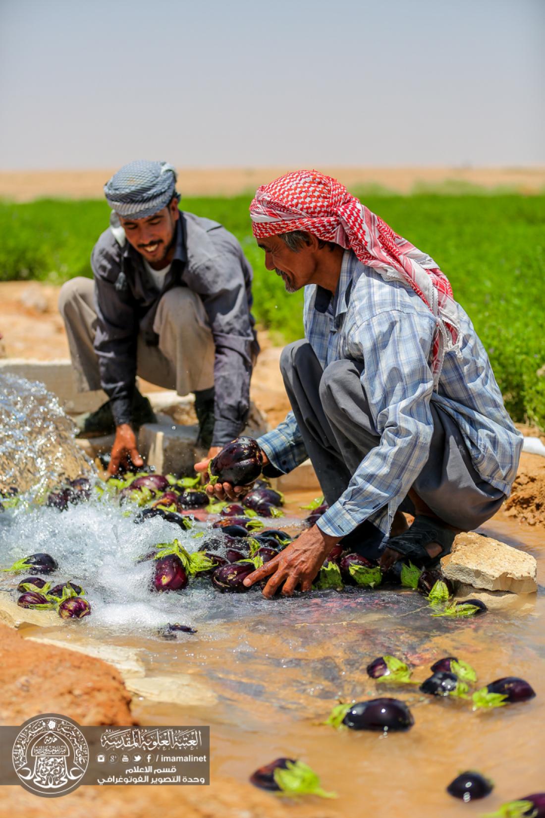تقرير مصور : مزرعة فدك من خيرات المولى امير المؤمنين سلام الله عليه التابعة الى العتبة العلوية المقدسة  | 